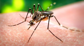 Primer plano de un mosquito sobre la piel