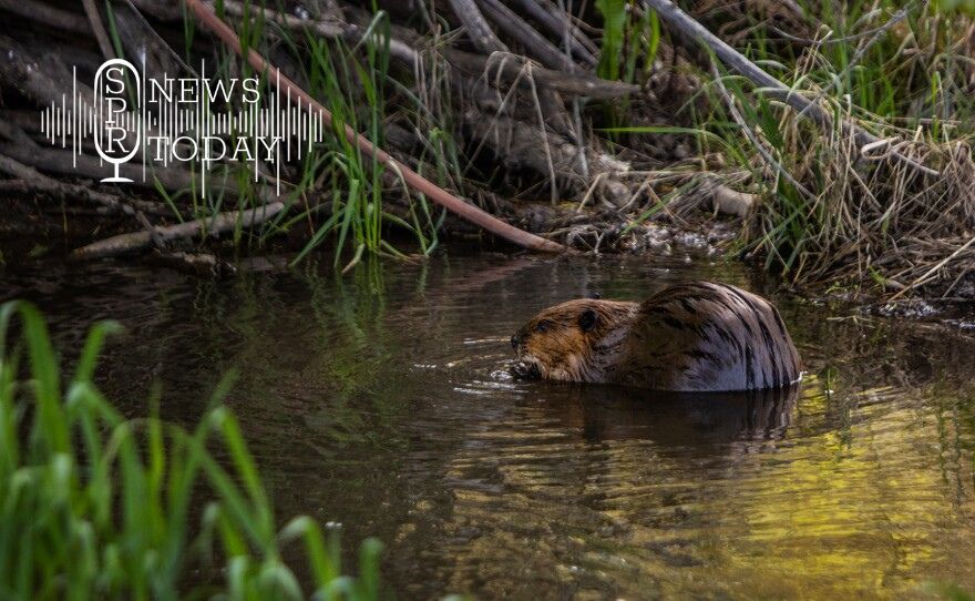 A beaver sits near its dam on John Brown's property near Pullman, Washington.