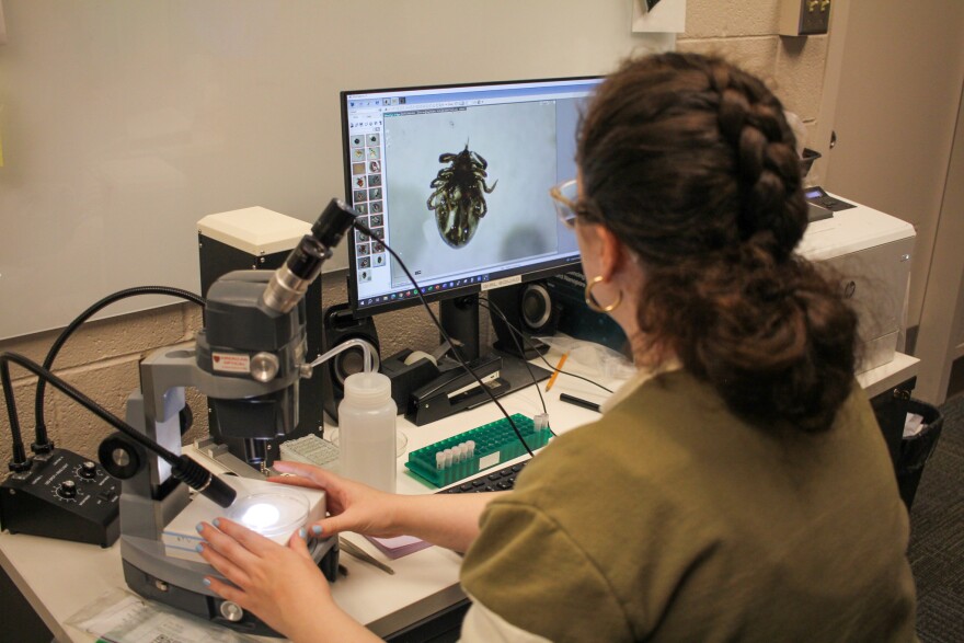 A young woman adjusts a slide under a microscope while looking at an image of a tick on a computer screen. 