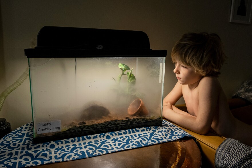 Errol Sleeper, 6, looks into Chubby the frog's tank while Chubby receives a daily mist to keep her skin moist.