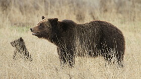 File photo: A grizzly bear sow and cub in Yellowstone National Park. 