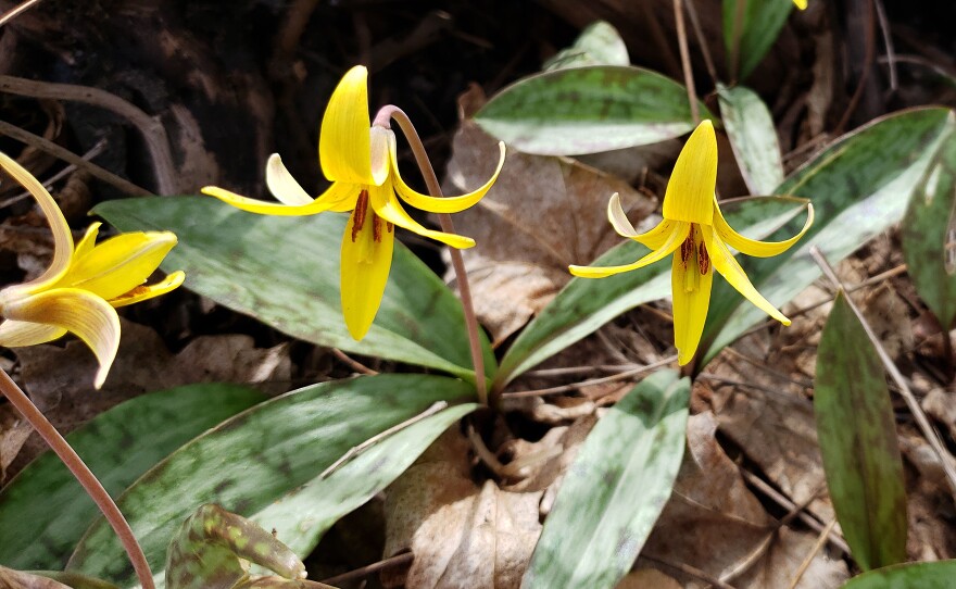 Trout lilly