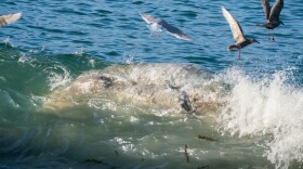 The Alaska Department of Fish and Game reported the whale in Unalaska Bay to the National Oceanic and Atmospheric Administration on Dec. 4. The Alaska Marine Mammal Stranding Network said there is no cause of death.
