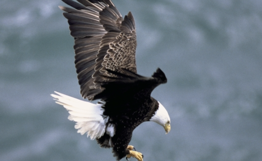 eagle swooping down into a nest