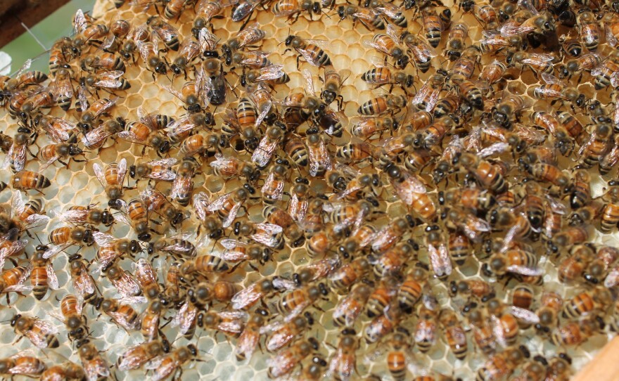 Beekeepers of the Neuse tend to their hives/colonies of honeybees in Goldsboro.