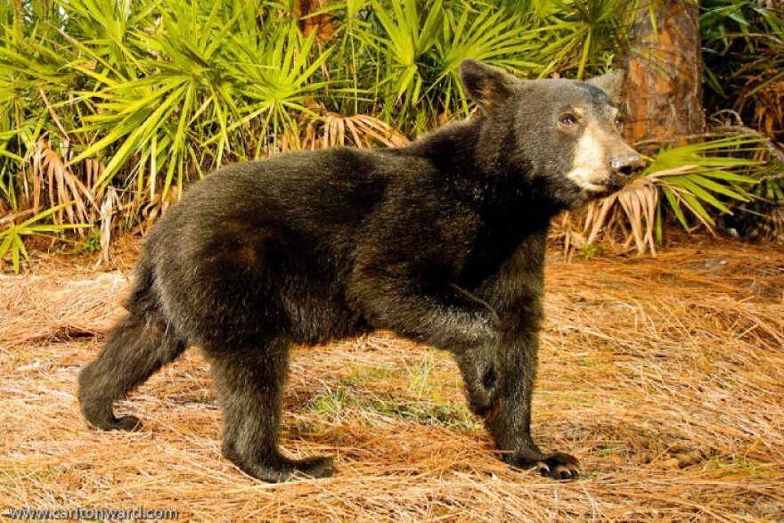 Florida Black Bear, Highlands County