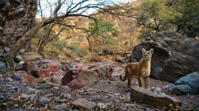 mountain-lion