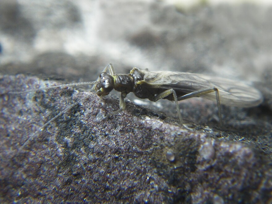 <em>Lednia tumana</em> is fish food that's long thrived in the glacier-fed streams of Montana's Glacier National Park. But as the glaciers are disappearing, so is the fly.