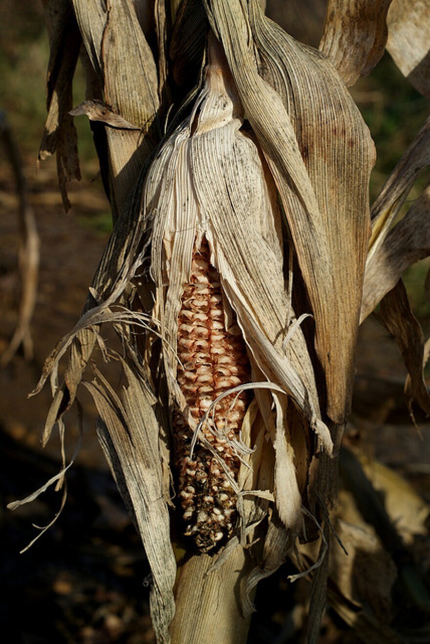 photo of scorched corn