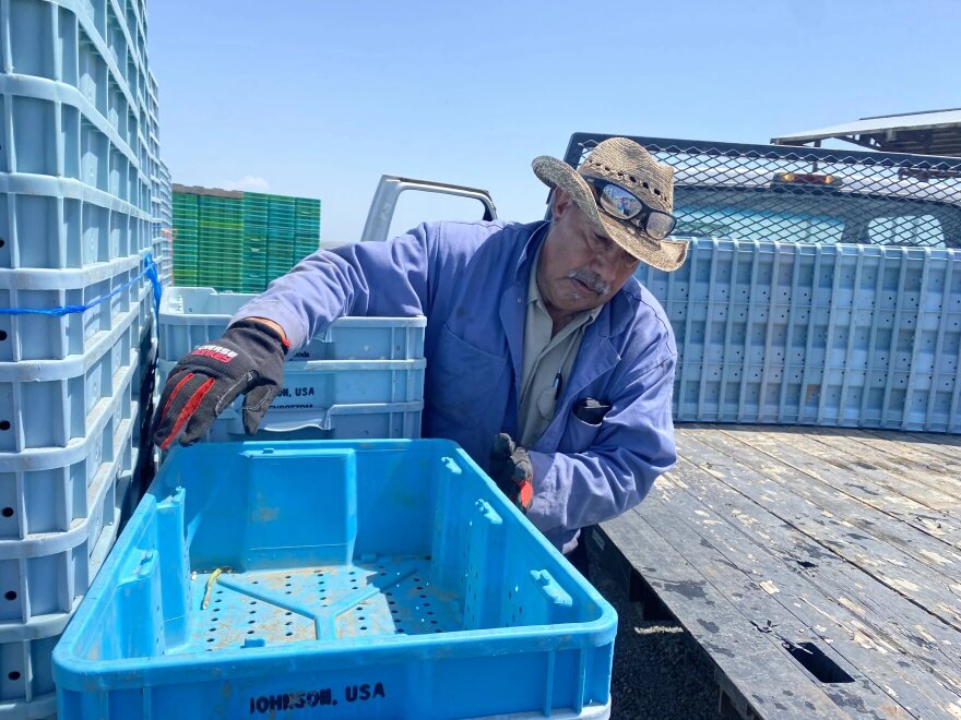 A person stacks plastic tubs in an agricultural setting. The person is wearing a hat and work gloves.