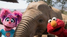 PBS Guam's special preview screening of the upcoming Sesame Street and the Great Elephant Adventure (2026).