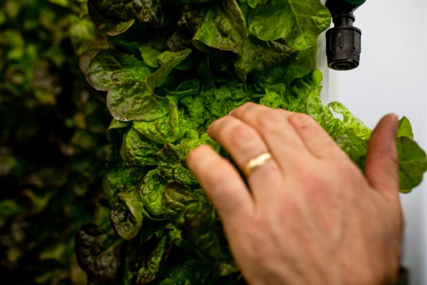 Ryan Pesch, co-manager of Manna Foods Co-Op, checks on lettuce that grows in a pod inside of the store, a partnership project with the Detroit Lakes Boys and Girls Club, on May 11, 2026. The lettuce and basil grown by the club is also sold in the co-op.