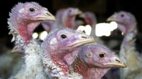 FILE - In this Nov. 2, 2005 file photo, turkeys are seen at a turkey farm near Sauk Centre, Minn. Bird flu has returned to Midwest earlier than authorities expected after a lull of several months, the Minnesota Board of Animal Health said Wednesday, Aug. 31, 2022, The highly pathogenic disease was detected in a commercial turkey flock in Meeker County of western Minnesota after the farm reported an increase in mortality last weekend. Tests confirmed the disease Tuesday evening. The flock was eut