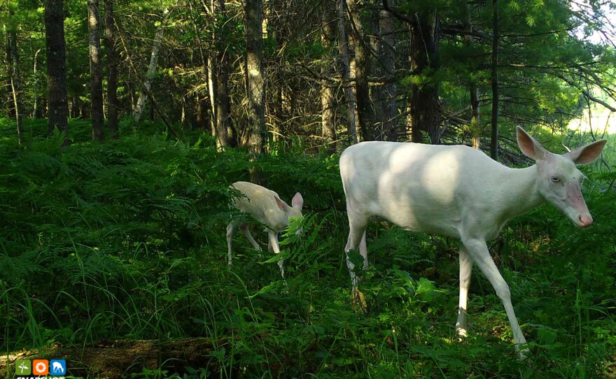 Deer in Vilas County