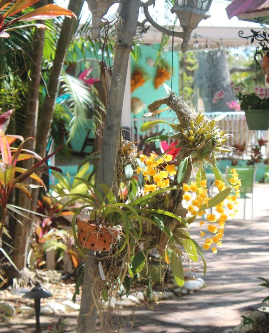 Orchids in bloom in museum's garden.