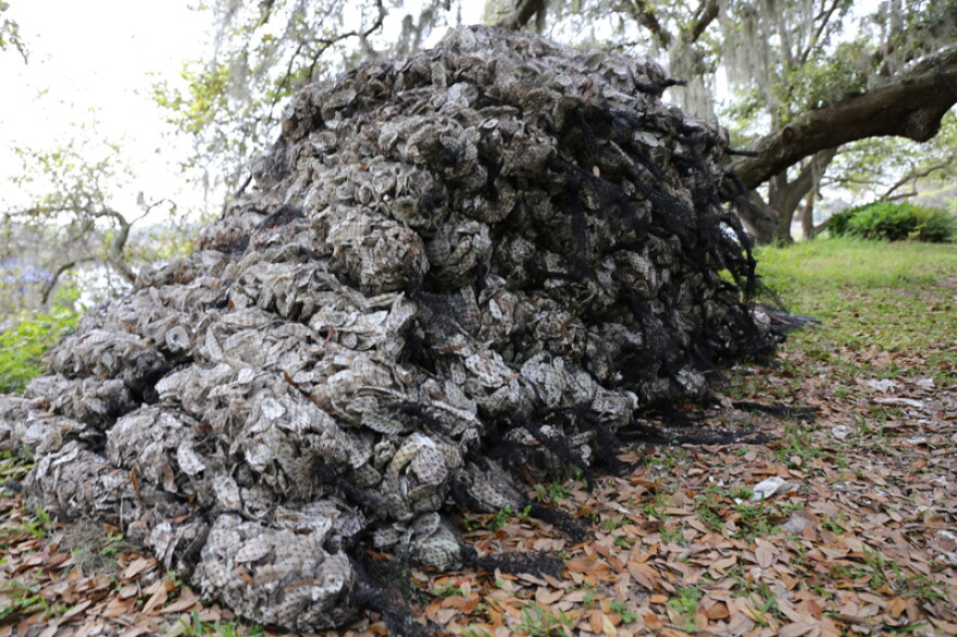 Oyster shells have to sit out for at least six months to make sure bacteria are killed before being reintroduced into the water.