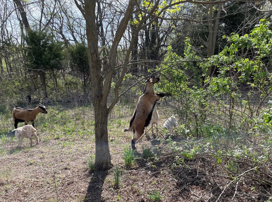 One of Rutledge’s goats nibbles on a buckthorn tree in Beaumont, Kansas.