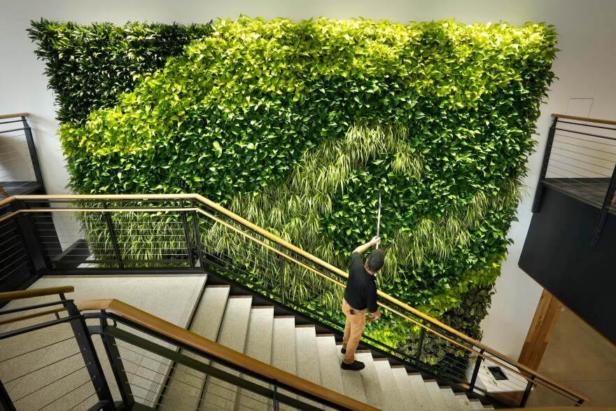 Architects say making the office more like the outdoors — with filtered air and good ventilation — will be a priority post-pandemic. This living wall in the Danielle N. Ripich Commons at the University of New England in Biddeford, Maine, is one such approach.