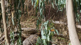 A butterfly rests on a long flat leaf. Trees and brush in the background. A large trunk on the right side of the image.