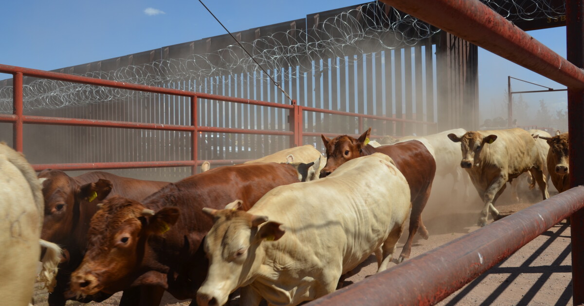 Douglas cattle border crossing reopens after weeklong pause for technical problem