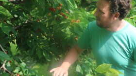Jack King inspects a cherry tree. He grows 120 acres of cherry trees in his orchard just north of Central Lake in Antrim County. (Photo : Austin Rowlader / IPR News)