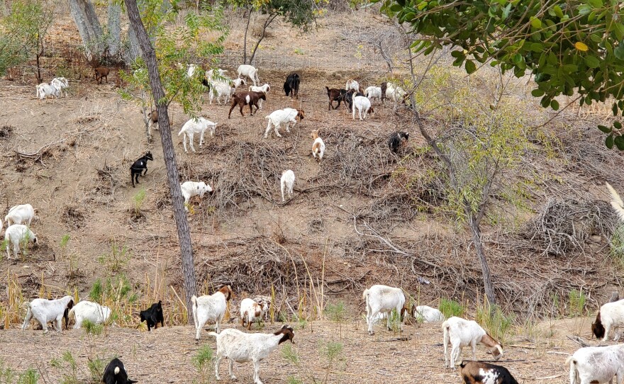 Goats are able to better navigate and clear brush from steep hills, where humans walking with weed wackers or riding on lawn mowers can't easily go.