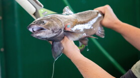 Scientific aide Jessi Fleming, 35, of Sanger, holds a salmon to a sensor that can read a Passive Integrated Transponder or PIT tag inside the fish at the Salmon Conservation and Research Facility in Friant, Calif., on Sept. 23, 2026. The PIT tag contains information about the fish and helps to determine which males are the least related to the females for the purpose of spawning.