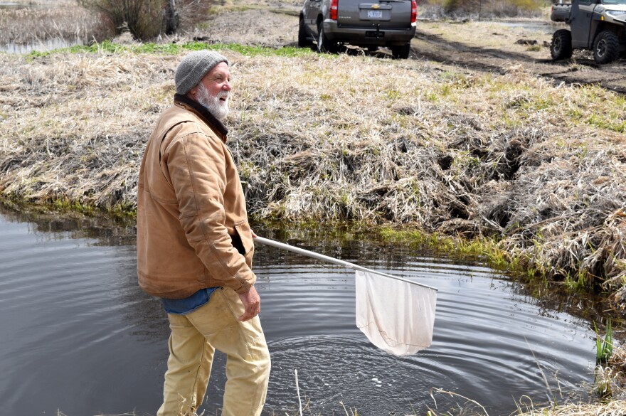 Karl Winner releases a net full of young suckers into the nursery pond at Lakeside Farms.