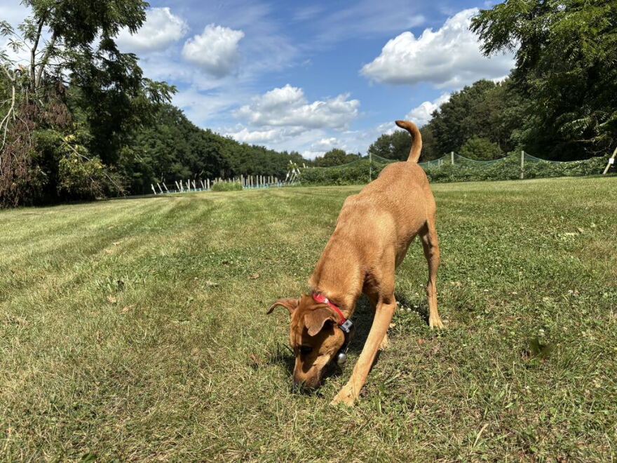 a brown Malinois mix dog sniffs grass in a field with blue sky