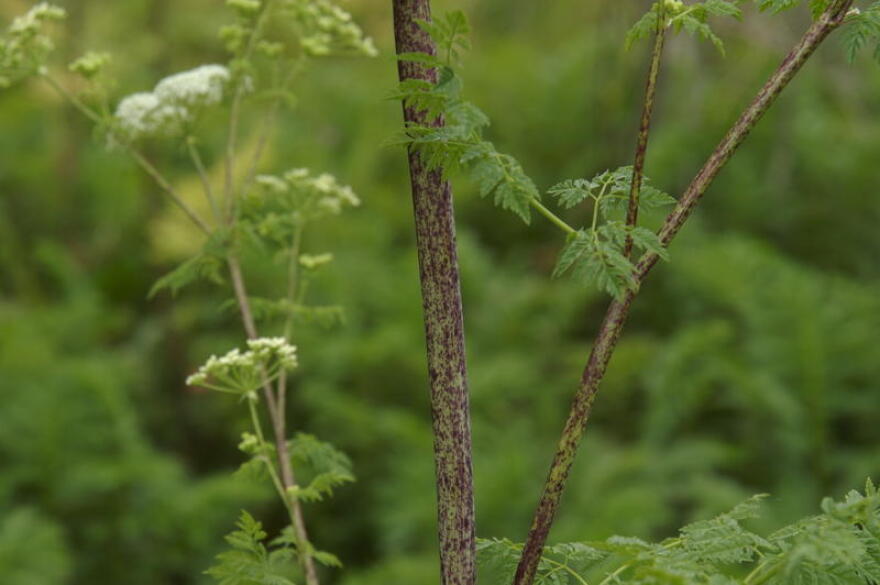You can tell poison hemlock apart from things like Queen Anne's lace and wild parsnip by the specks of purple on it's hairless stem when it's in its second year.