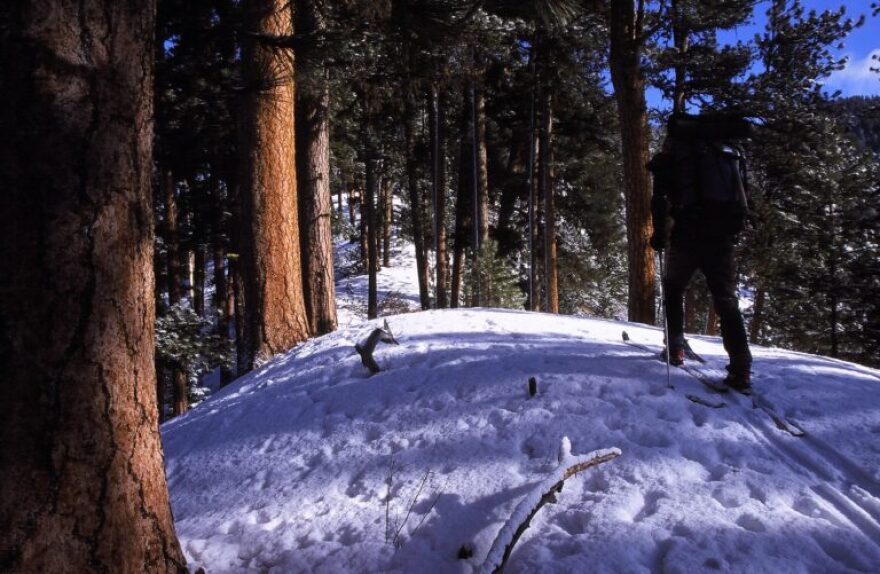 Wolf footprints in the River of No Return Wilderness with snow and pine trees