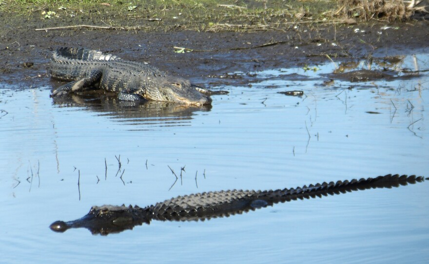 Two alligators in the water