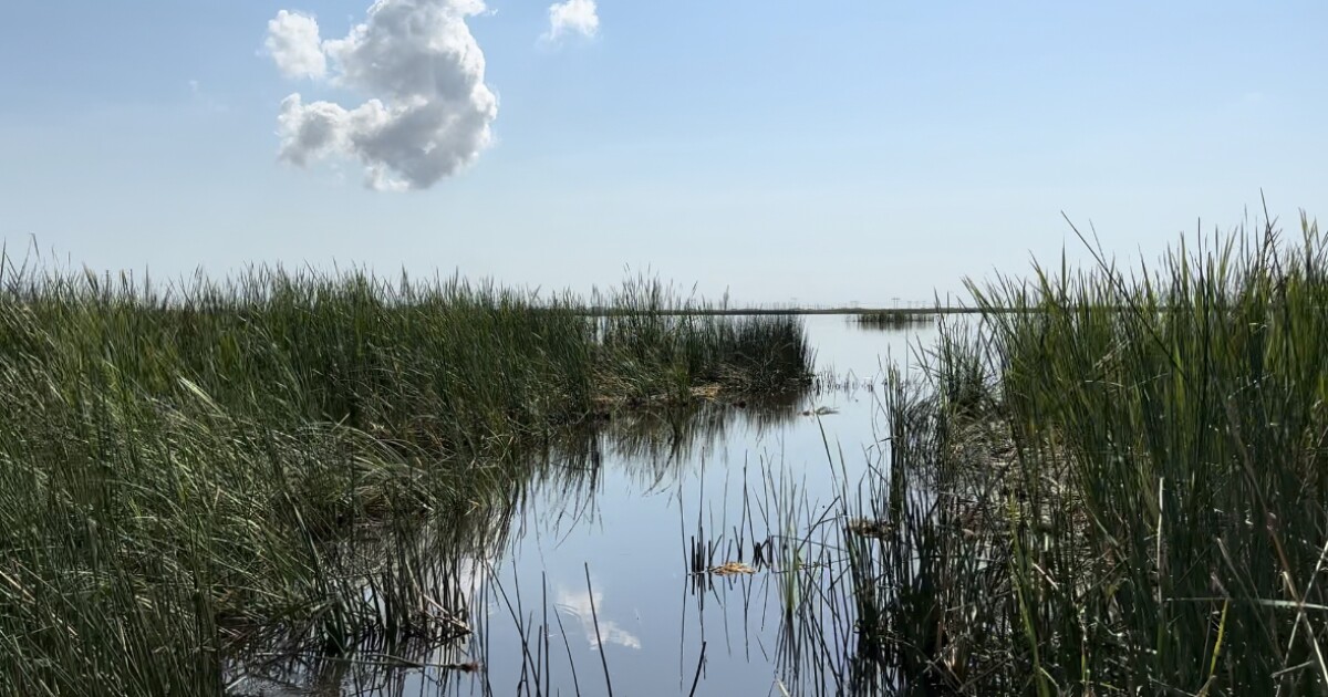 Everglades scientist could face jail in bitter fight over records WUSF