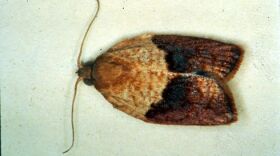 Light Brown Apple Moth