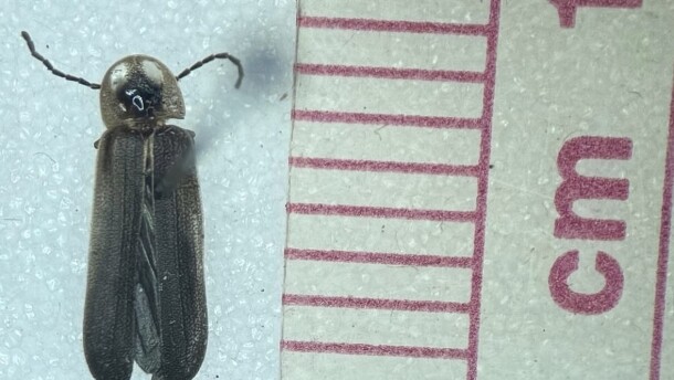 The rare blue ghost firefly has been documented in Mecklenburg County for the first time, thanks to two local environmental educators.