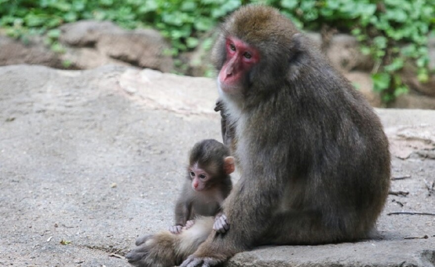 Japanese macaque Aniko with her firstborn, Taro.