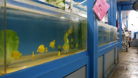 FILE - This June 25, 2014, file photo shows yellow tang aquarium fish in a tank at a store in ʻAiea, Hawaiʻi.