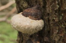 The phenomenon called guttation - tree fungi (Fomitopsis pinicola) exude beads of moisture.
