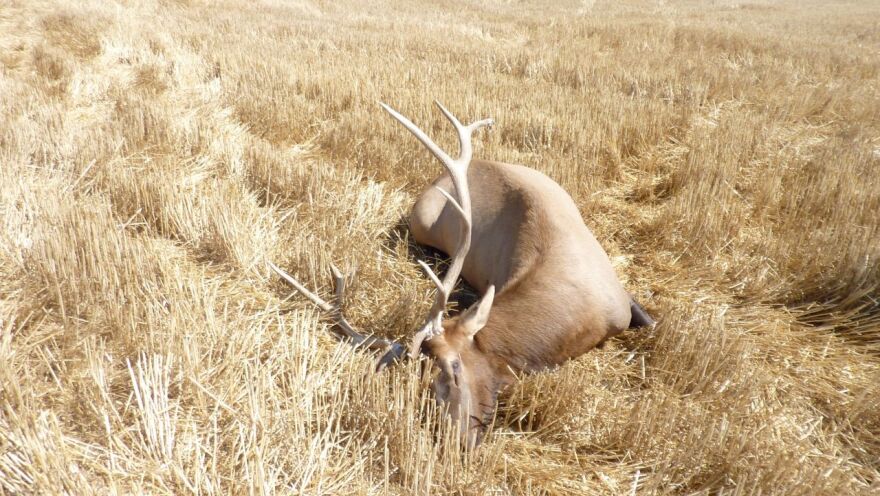 Musselshell County Sheriff's Office is investigating four elk shot dead and left intact this week.