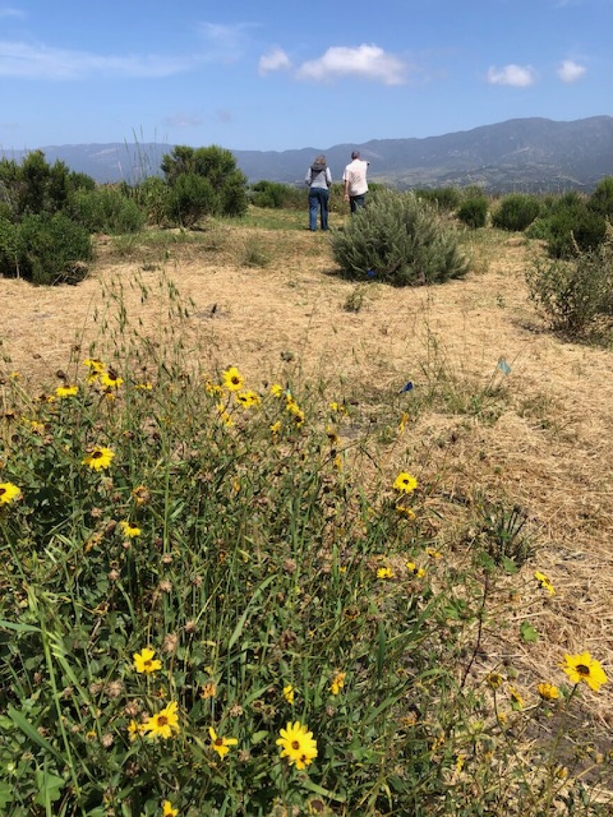 Two people look into the distance in an outdoor area. The landscape includes wildflowers, small trees, and low brush. A mountain range is in the distance.