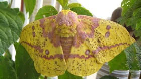 An imperial moth