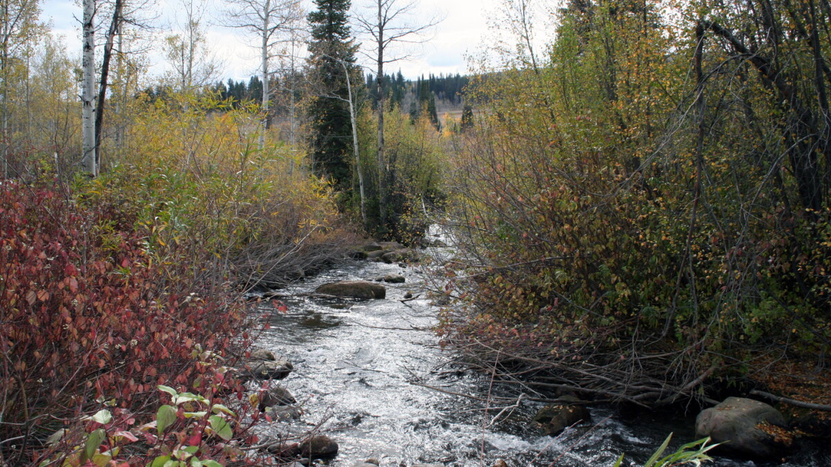 Wednesday PM headlines: Logan River flooding, Riverton Mayor announces Senate bid - Vimarsana News