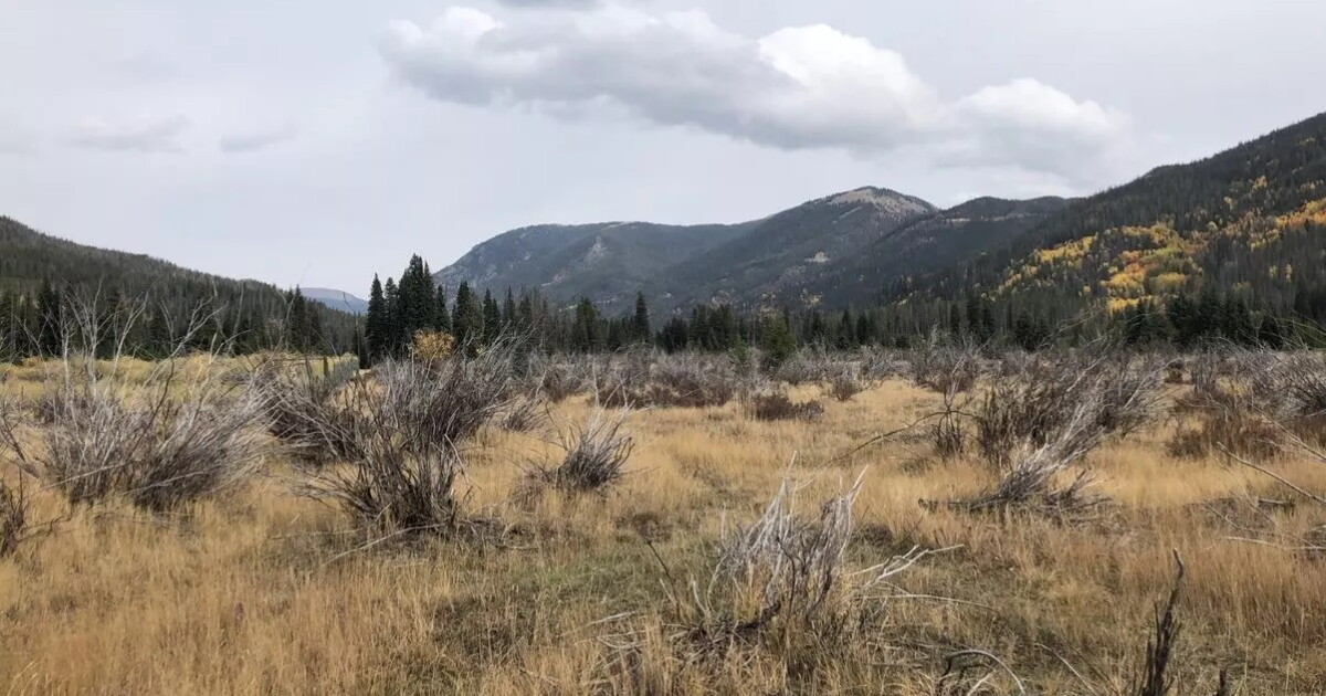 Rocky Ridge Environment How scientists reversed a quarter-century of decline in a Rocky ...