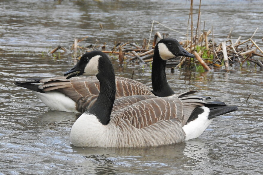 Avian flu likely killed dozens of geese found in Otisco Lake and Seneca River Avian flu likely killed dozens of geese found in Otisco Lake and Seneca River