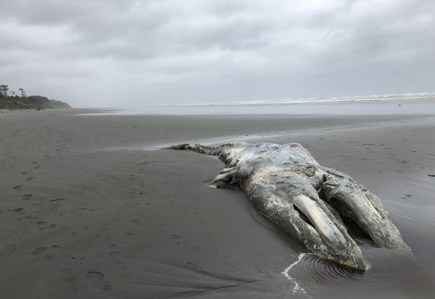 FILE - In this file photo taken May 24, 2019, the carcass of a gray whale lies where it washed up on the coast of Washington's Olympic Peninsula, just north of Kalaloch Campground in Olympic National Park. Researchers say the population of gray whales off the West Coast of the United States has fallen by nearly one-quarter since 2016, resembling a similar die-off two decades ago. In 2021, NOAA Fisheries reported that surveys counted about 6,000 fewer migrating whales last winter, 21,000 as compared to 27,000 in 2016.