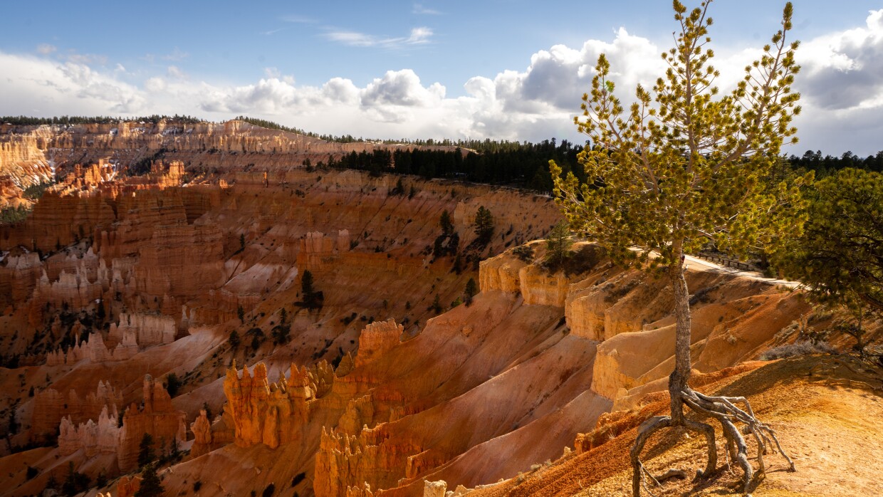 A tree left behind as Bryce Canyon’s rim erodes a few feet or so per century.