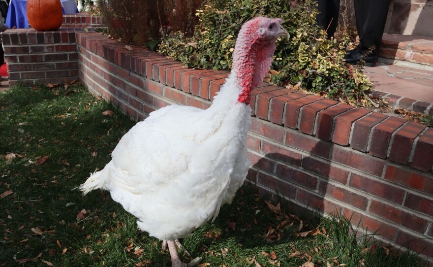 The Sundance Kid - 22 lb turkey from Fort Collins pardoned by Gov Polis.