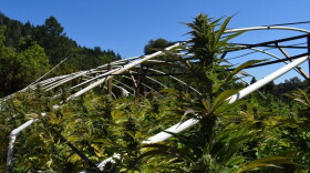 Photo of illegal grow operation in 2025 | From the Humboldt County Sheriff's Office