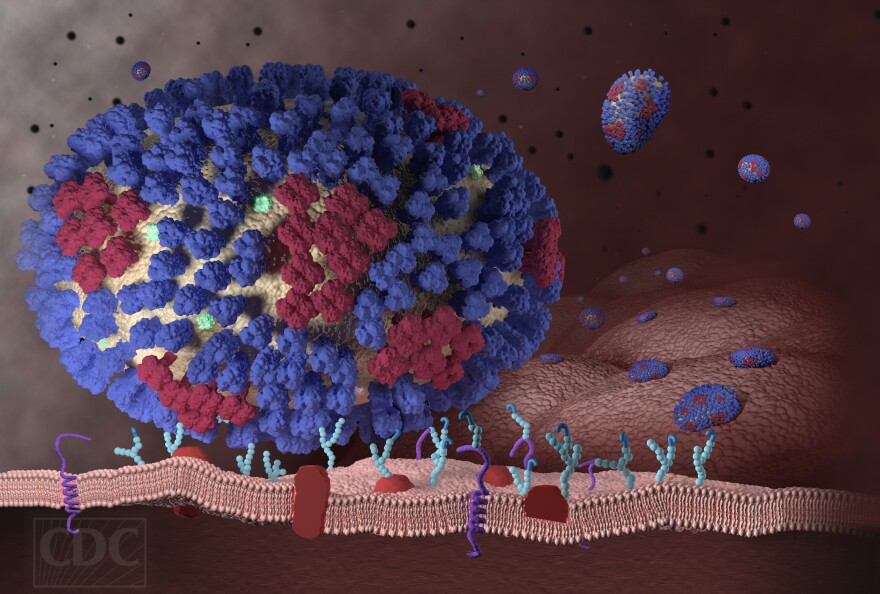 An influenza virus attaches to respiratory cells in this illustration from the Centers for Disease Control and Prevention.