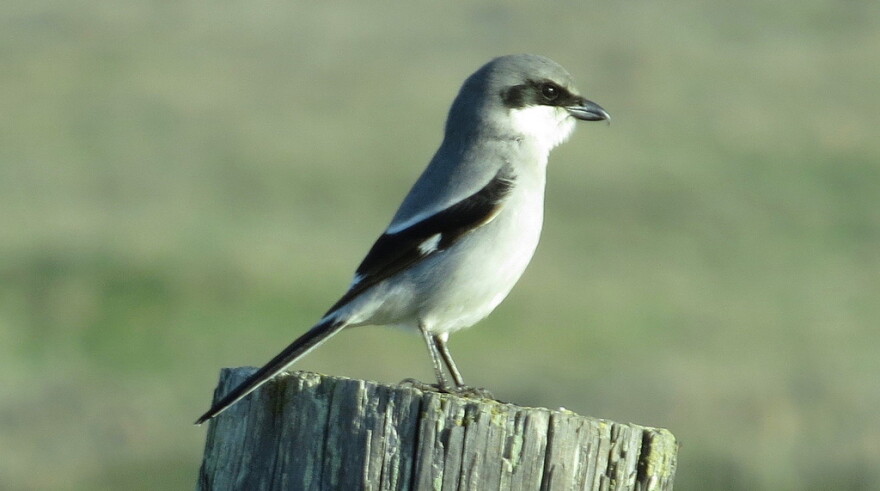 A Loggerhead Shrike.